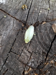 Panchlora thalassina