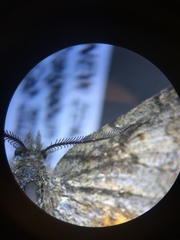 Paranotoreas brephosata