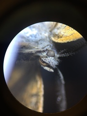 Paranotoreas brephosata