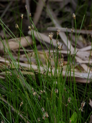Eleocharis tenuis