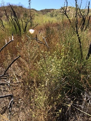 Calochortus plummerae