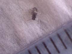 Anthocoridae