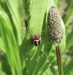 Zygogramma suturalis
