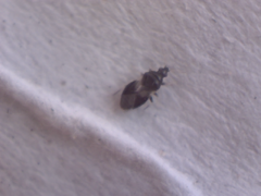 Anthocoridae