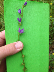 Triodanis