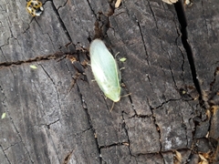 Panchlora thalassina