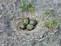 Recurvirostra americana