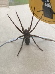 Dolomedes scriptus
