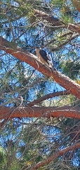 Accipiter cooperii