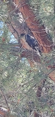 Accipiter cooperii