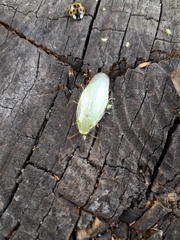 Panchlora thalassina