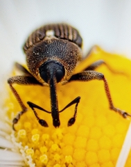 Odontocorynus umbellae