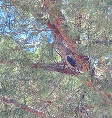 Accipiter cooperii