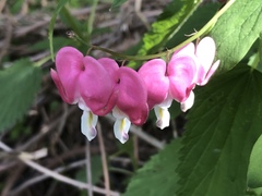 Lamprocapnos spectabilis