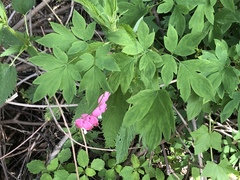 Lamprocapnos spectabilis
