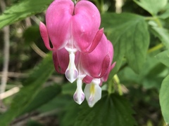 Lamprocapnos spectabilis