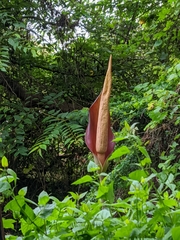 Amorphophallus