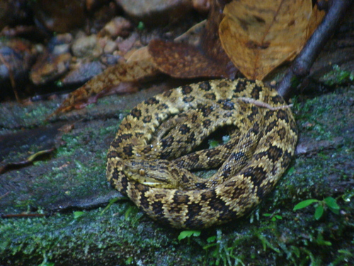 Photo of a Chocoan Forest Pit Viper (Bothrops punctatus)