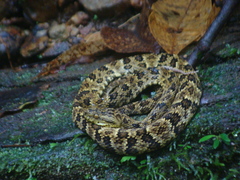 Bothrops punctatus