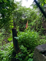 Amorphophallus