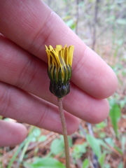 Taraxacum palustre