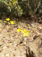 Hesperolinon breweri