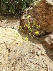 Hesperolinon breweri