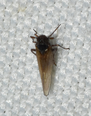 Isodelphax basivitta