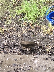 Haemorhous purpureus