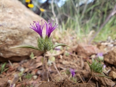 Monardella douglasii