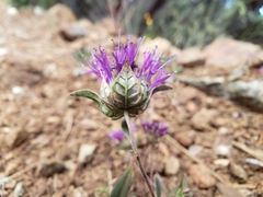 Monardella douglasii