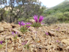Monardella douglasii