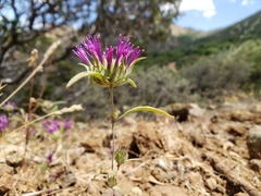 Monardella douglasii