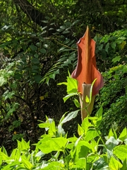 Amorphophallus