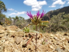 Monardella douglasii