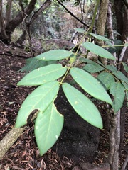 Derris involuta