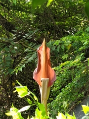 Amorphophallus