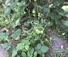 Urospermum picroides