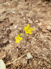 Hesperolinon breweri