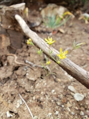 Hesperolinon breweri