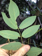 Derris involuta