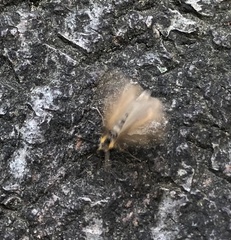 Phryganidia californica