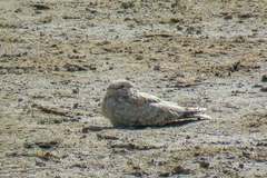 Caprimulgus aegyptius
