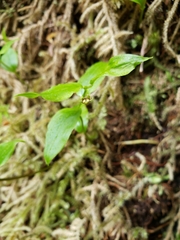 Streptopus streptopoides