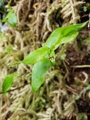 Streptopus streptopoides