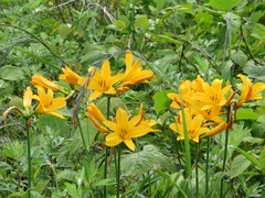 Hemerocallis dumortieri