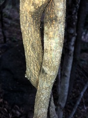 Derris involuta