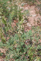 Astragalus racemosus