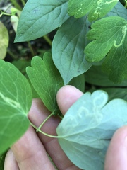 Phytomyza minuscula group