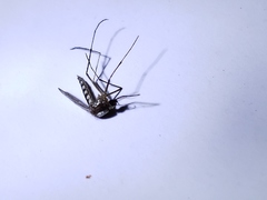 Aedes infirmatus